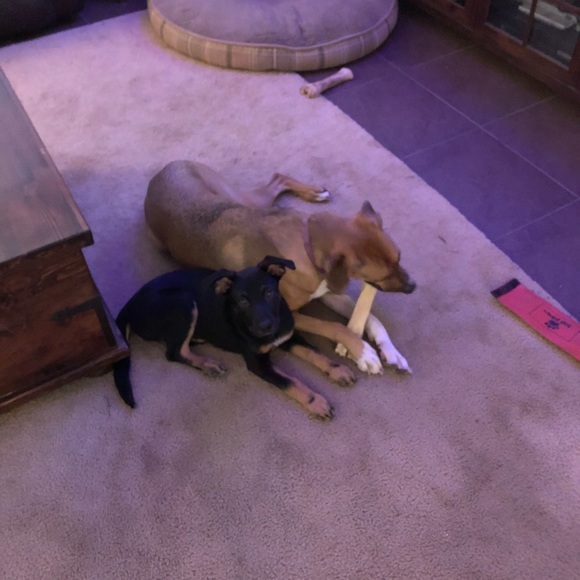 Meet your Posher, Bruin - Picture 4 of 5